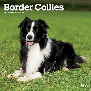 Border Collies 12x24 Monthly Wall Calendar
