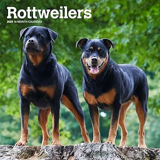 Rottweilers 12 x 24 Inch Monthly Wall Calendar