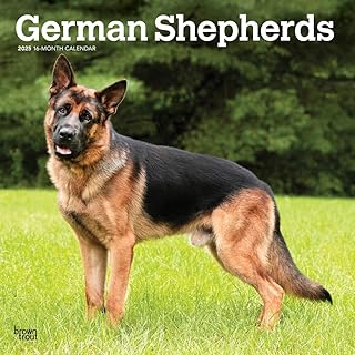 German Shepherds 12x24 Inch Wall Calendar