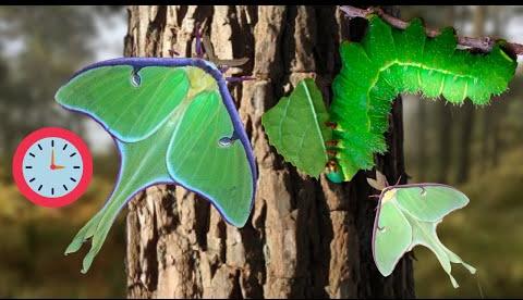 Luna Moth Stamp Unveiled by U.S. Postal Service